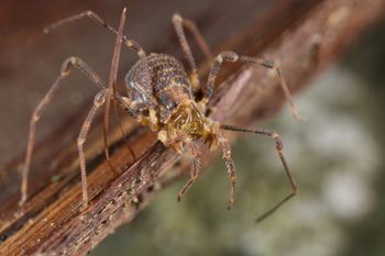 Media type: image;   Invertebrate Zoology 49771
